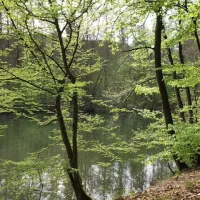 Ruhe im Grünen: Blick durch Bäume auf den Teich