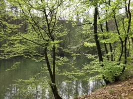Ruhe im Grünen: Blick durch Bäume auf den Teich